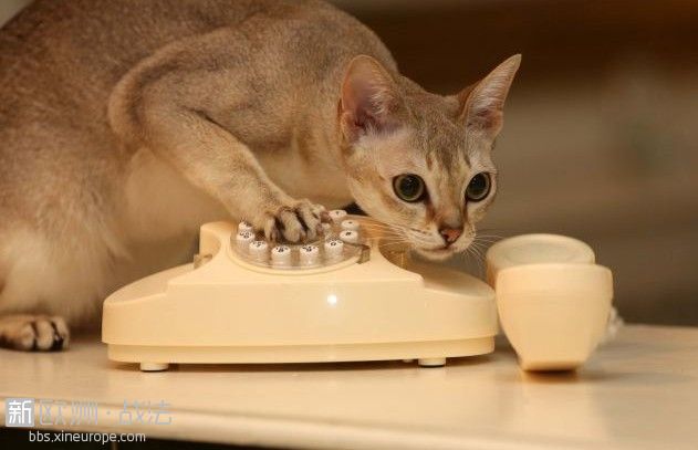 调皮喵星人乱拨电话误报警 萌货呆傻不以为然