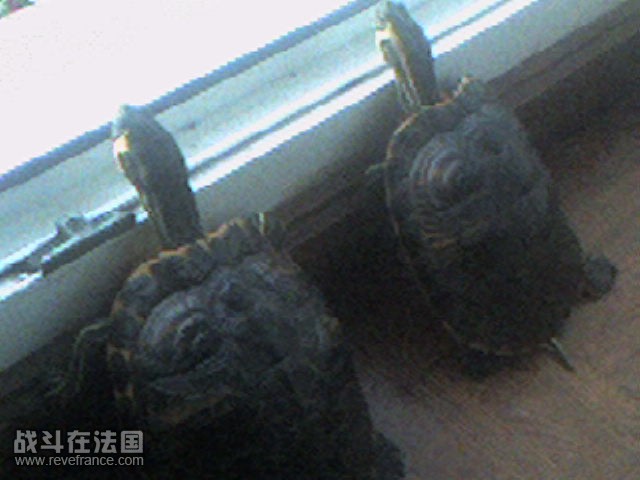 送两只巴西<em>红耳龟龟 照片</em>以加 已送 谢谢-宠物