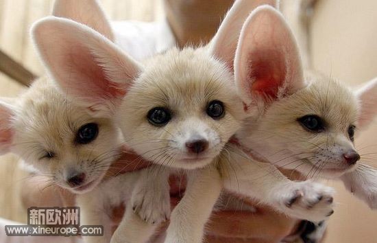 请教法国那里能买到蜜袋鼯或者大耳朵小狐狸呢