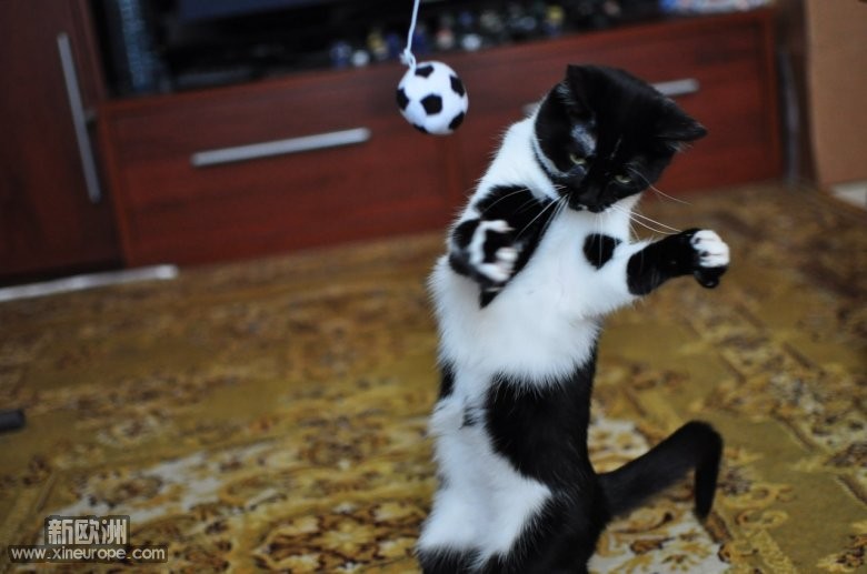 +++猫拉多纳~为世界杯特拍应景照+++ - 宠物花