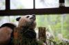 世博大熊猫——新一代寂寞哥惹人怜爱