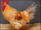 英国科学家称创造出首批转基因抗禽流感鸡(图)