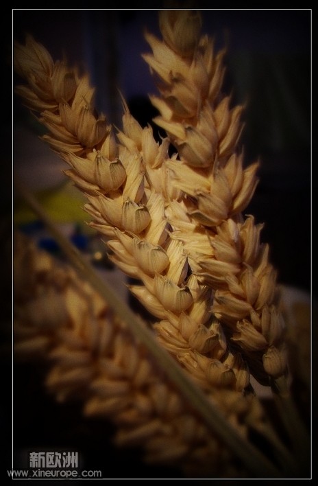 IMG_52768_conew1.jpg