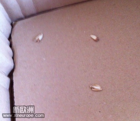 掉出来的谷物