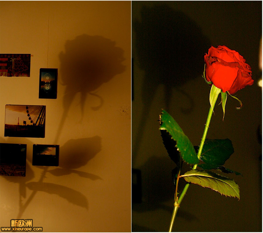 omble rose.jpg