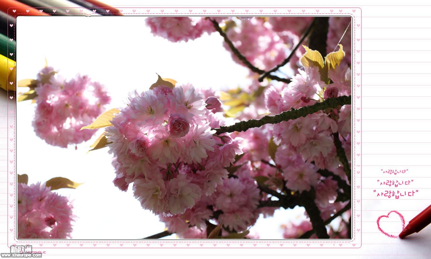 cherry blossom flowers.jpg