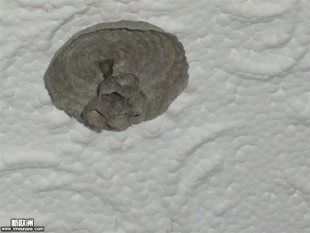 P1080755 (Large).JPG