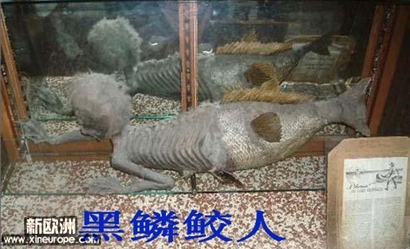 singe de mer.jpg