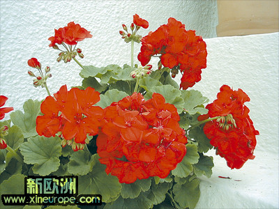 259_Geranium_400.jpg