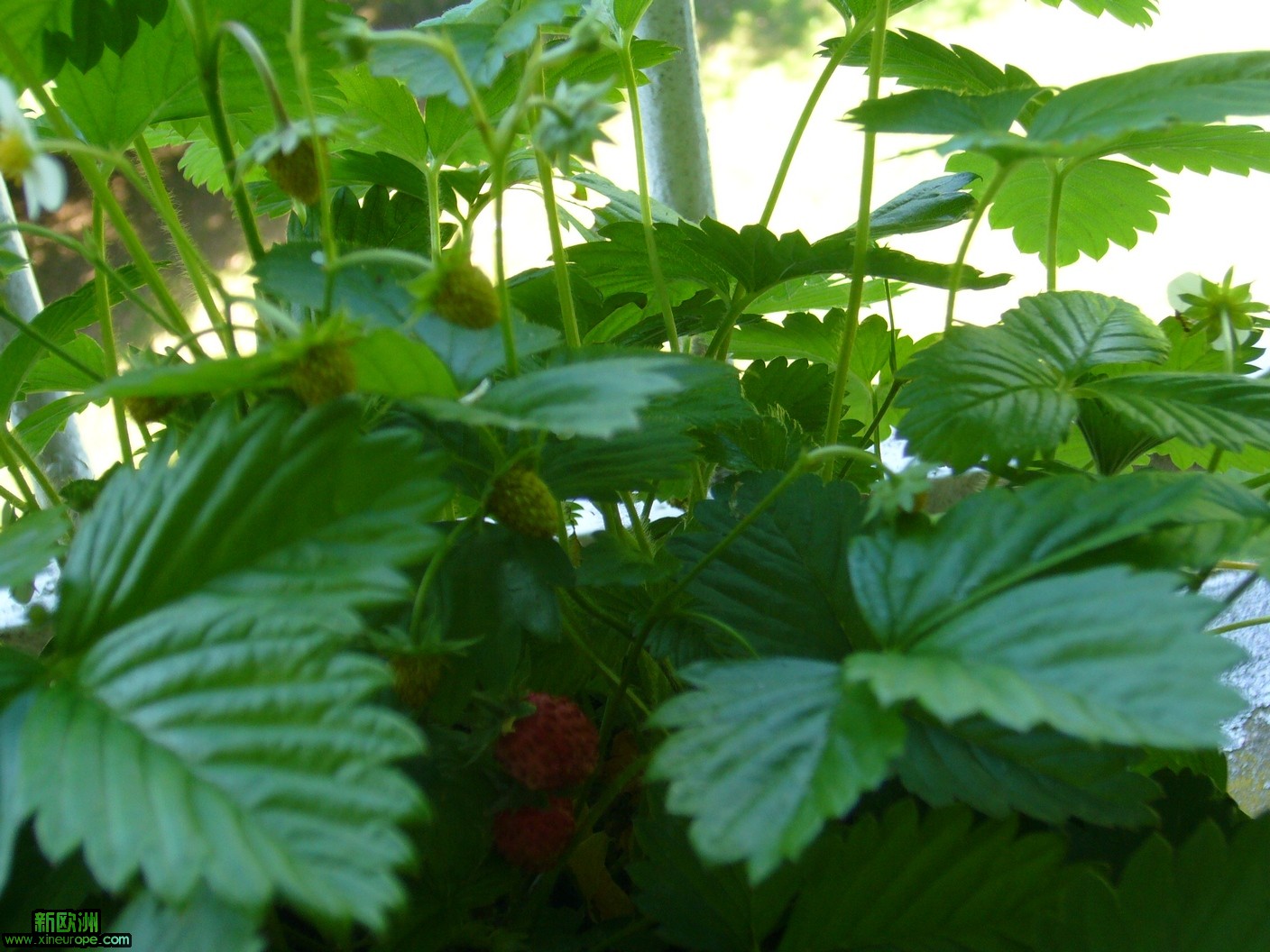 P1130652.JPG