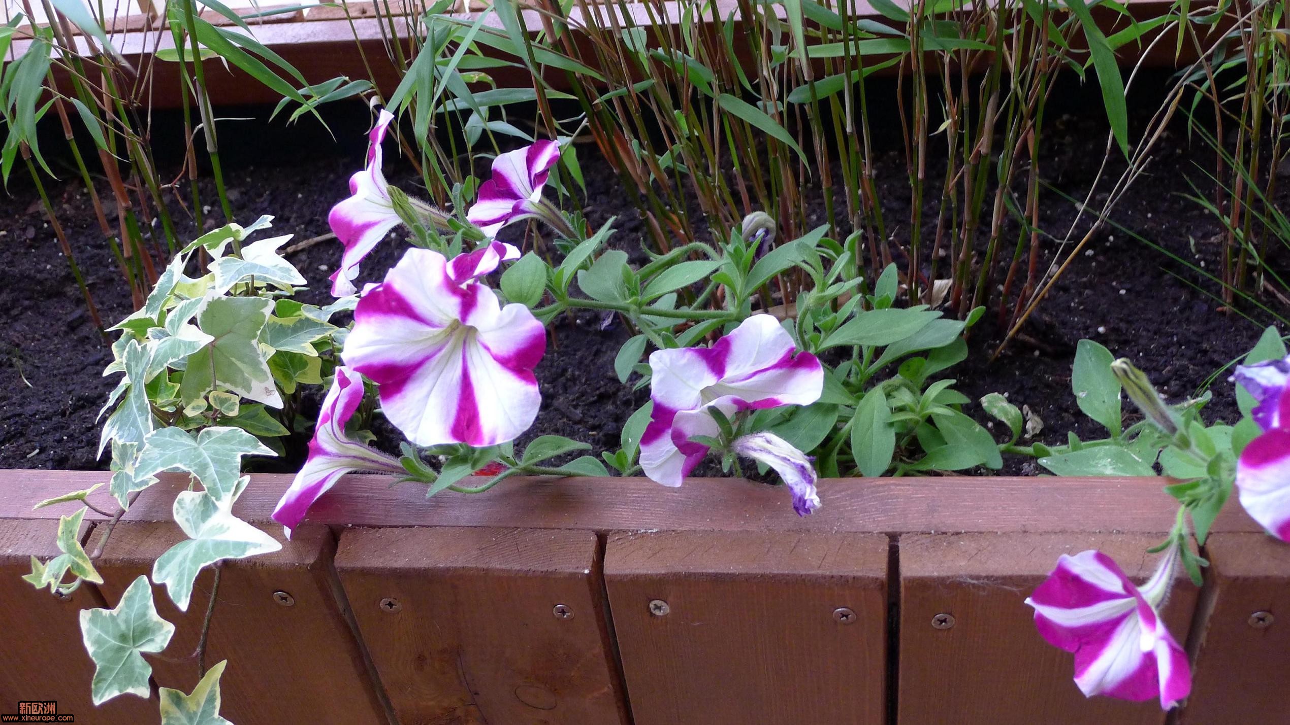 P1000054.JPG