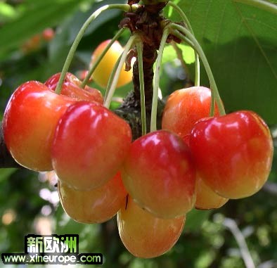 cerises-Nopo.jpg