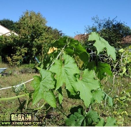 丝瓜，出去度假2周回来，野草疯长啊~~