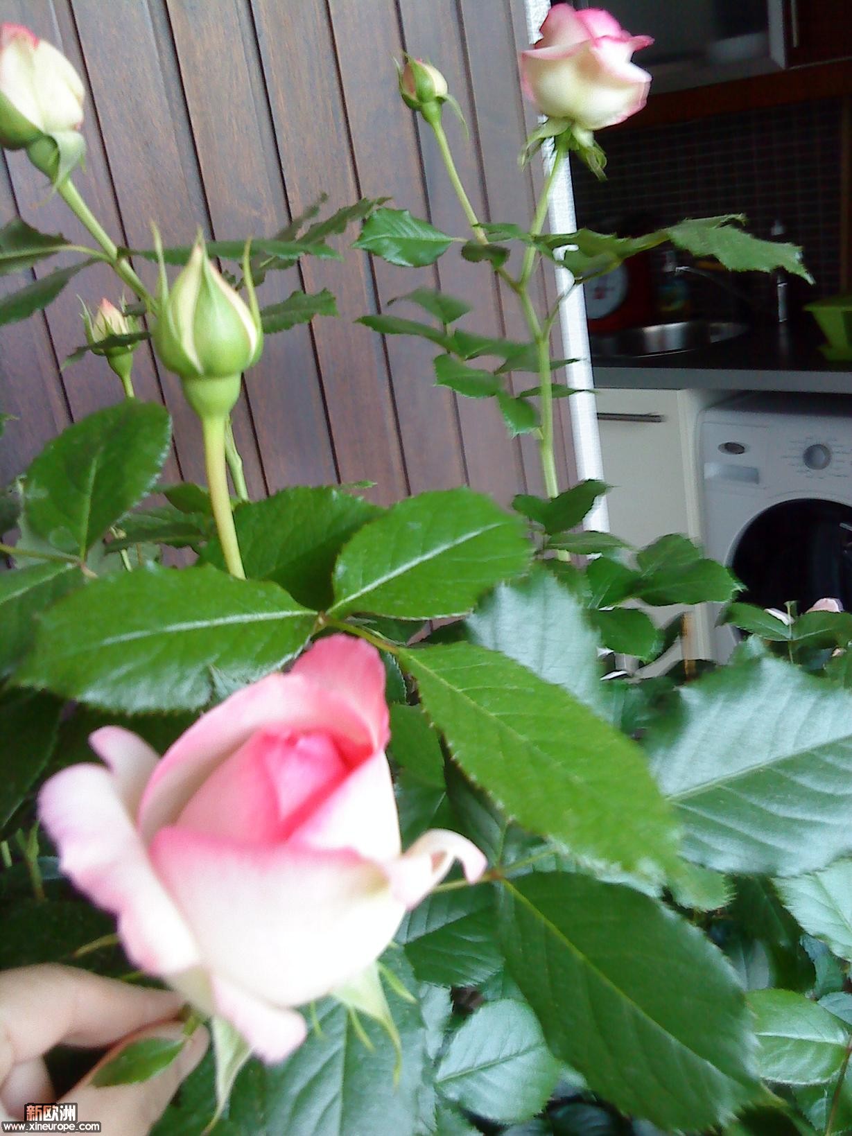 DSC00076.jpg