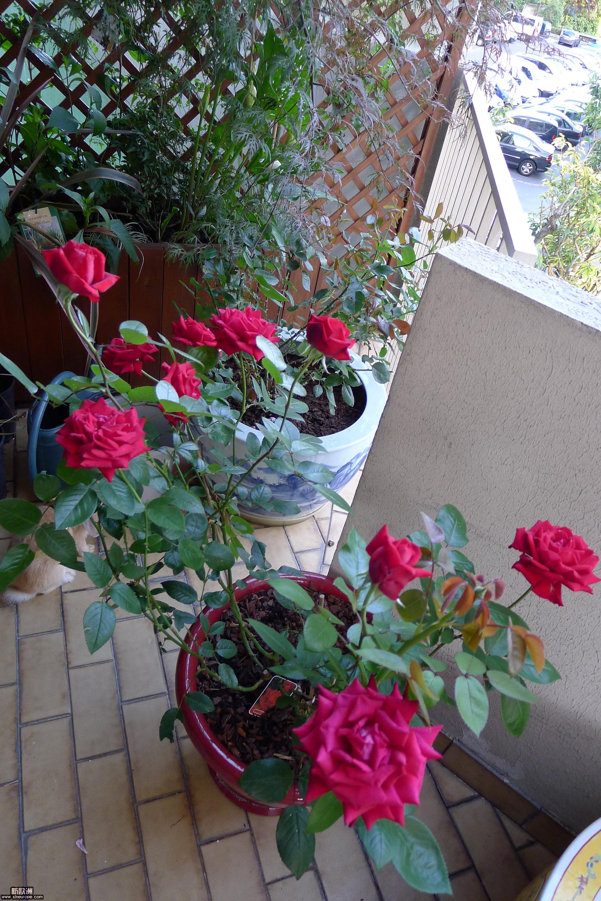 P1000539.JPG
