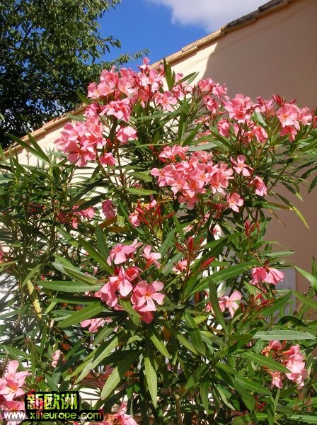 laurier-rose-juin-091286900293.jpg