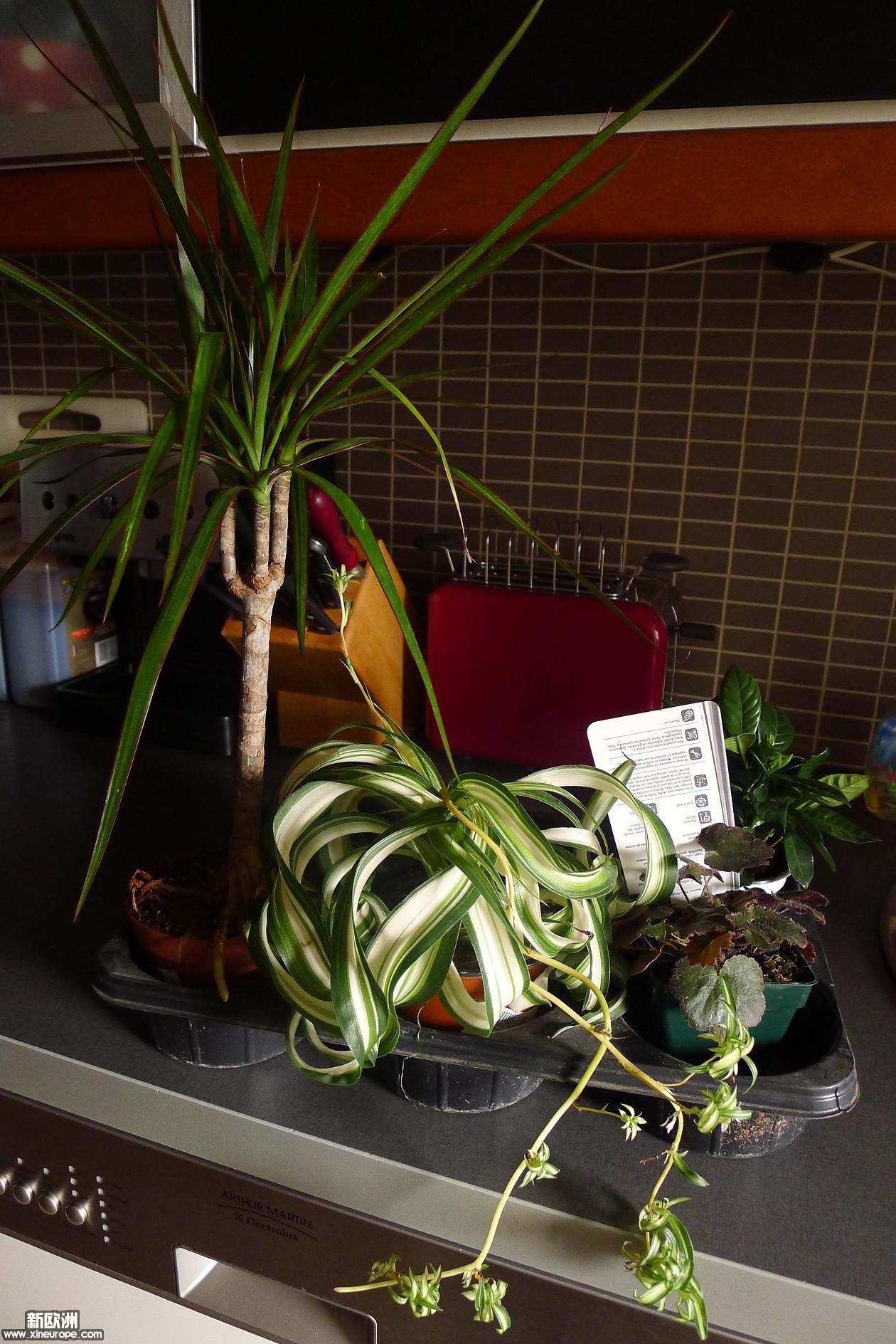 P1010610.JPG