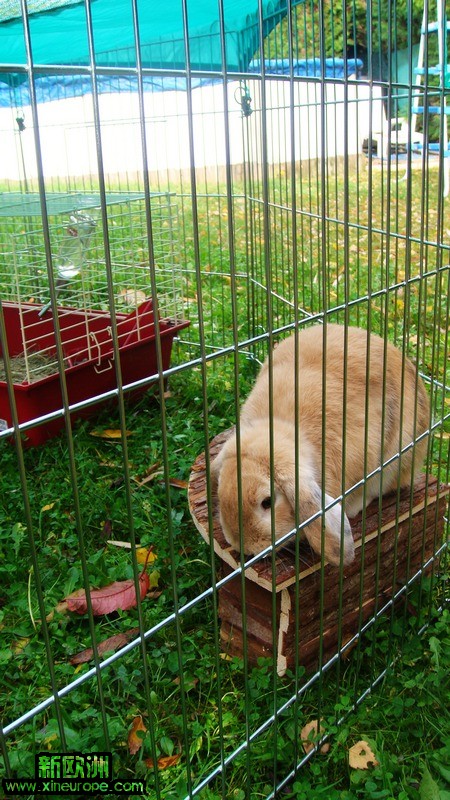 milou 002.JPG