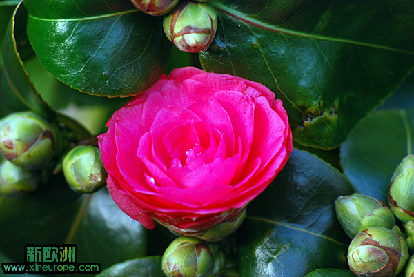 camelia-010.jpg