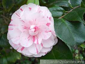 camelia-001.jpg