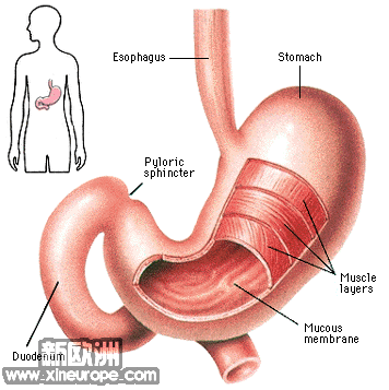 organs-and-body-parts-systems-stomach-1.gif