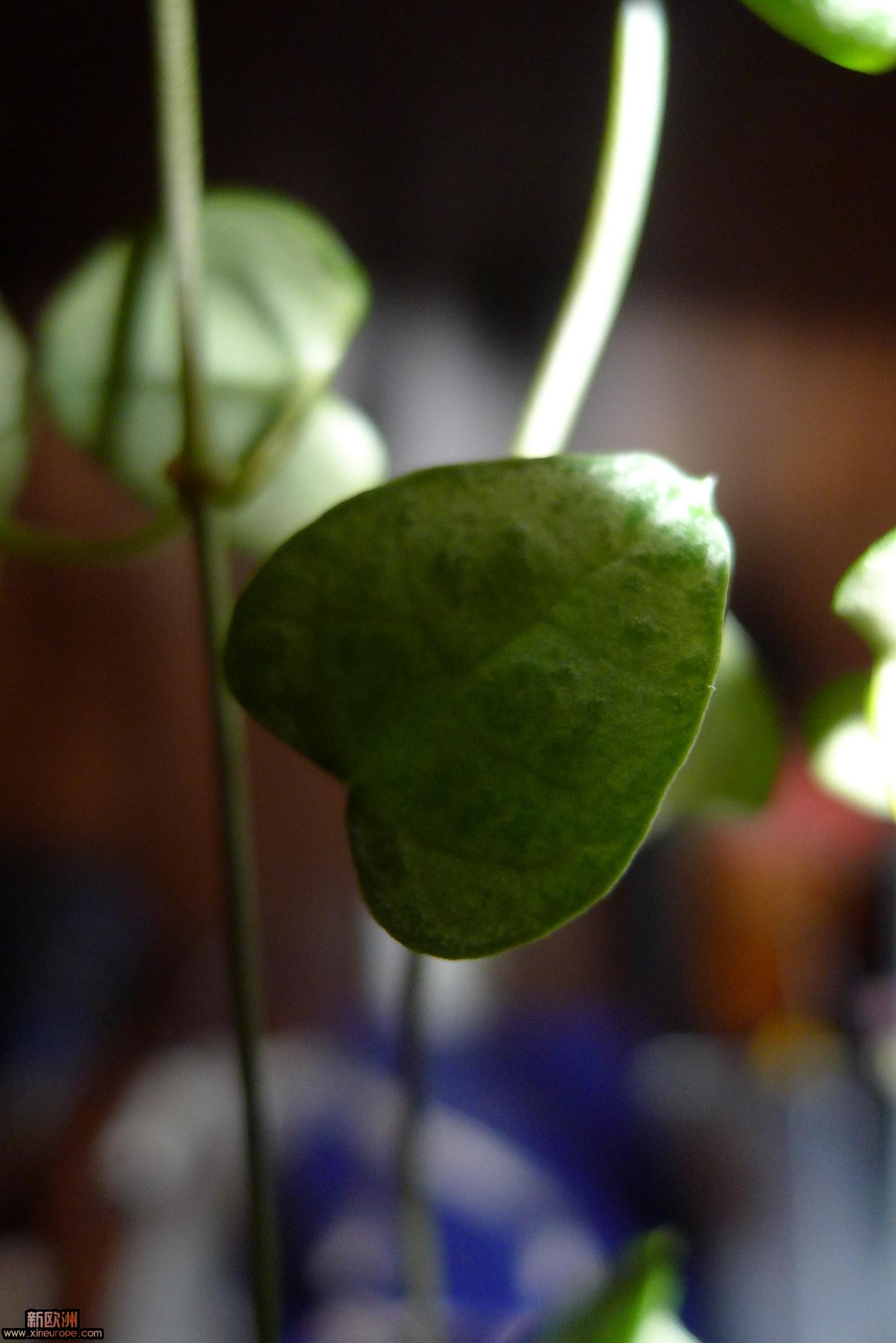 P1010727.JPG