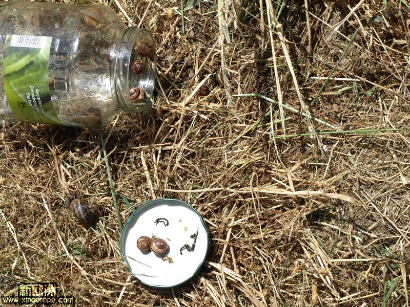 家中的院子里，爬了好多蜗牛，我也不忍心弄死，就在早上抓起来，放到瓶子里，带到野外.jpg