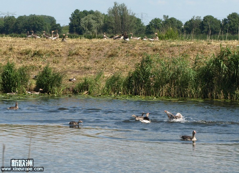 河对岸的鸭子真是多，不停的在水面追逐打闹。幸福呀2。.jpg