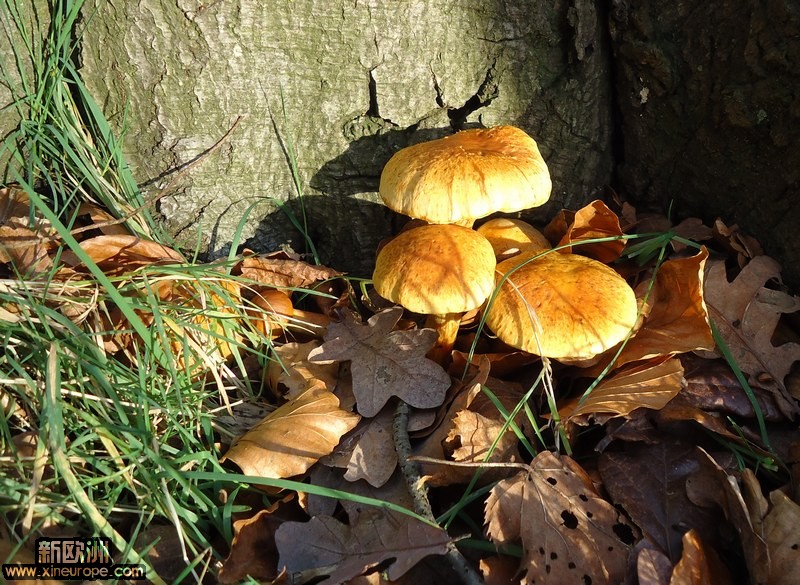 森林中的小蘑菇。.jpg