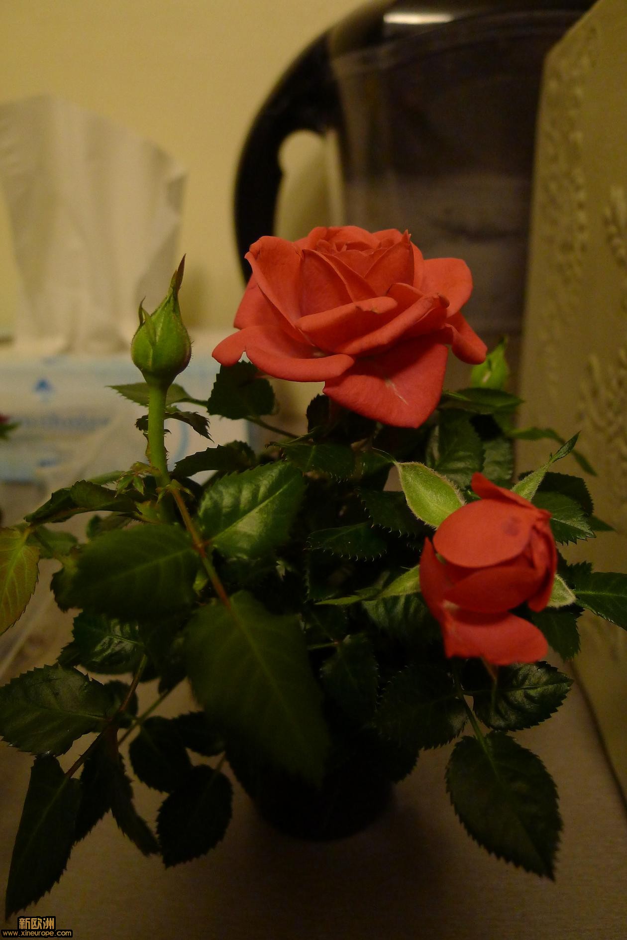 P1010825.JPG