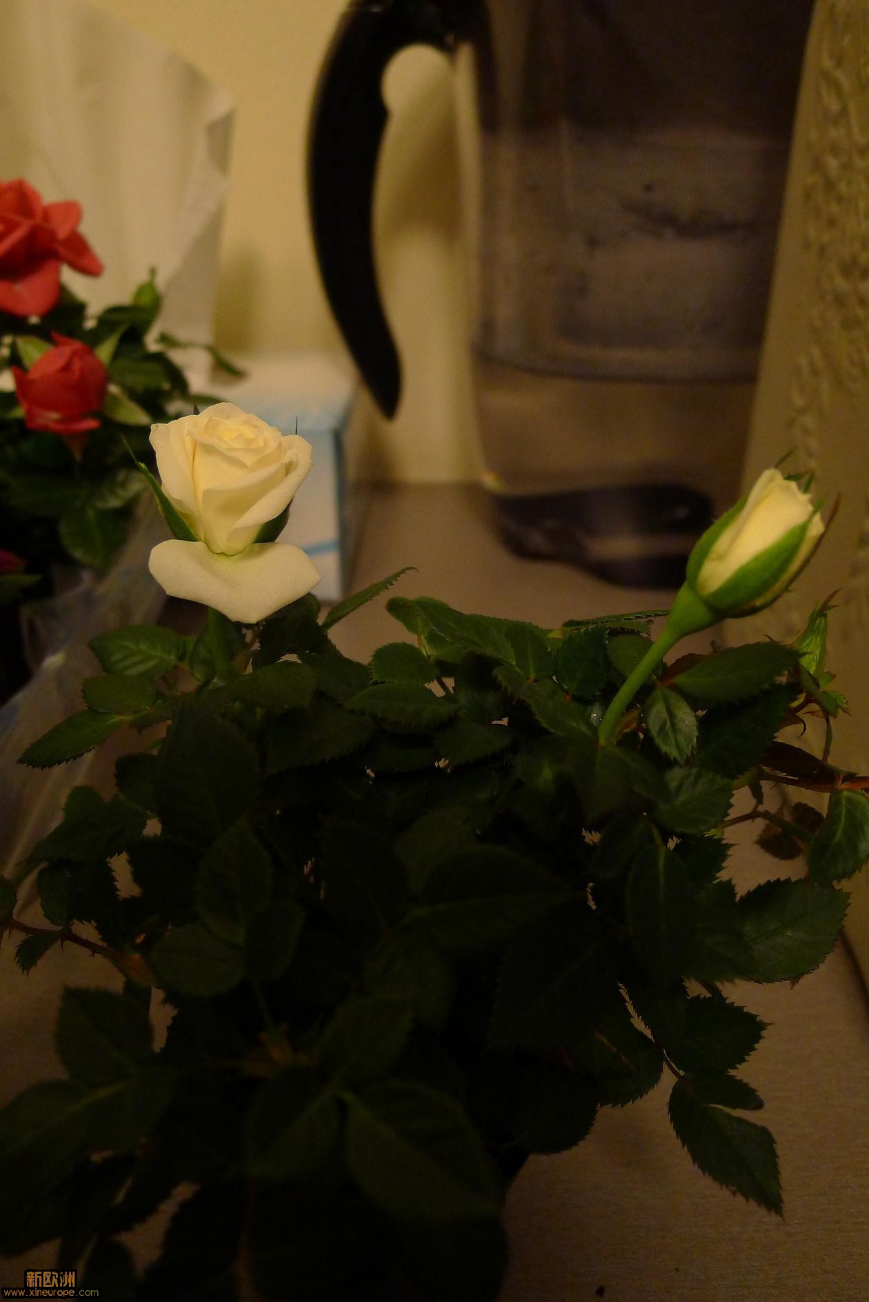 P1010832.JPG