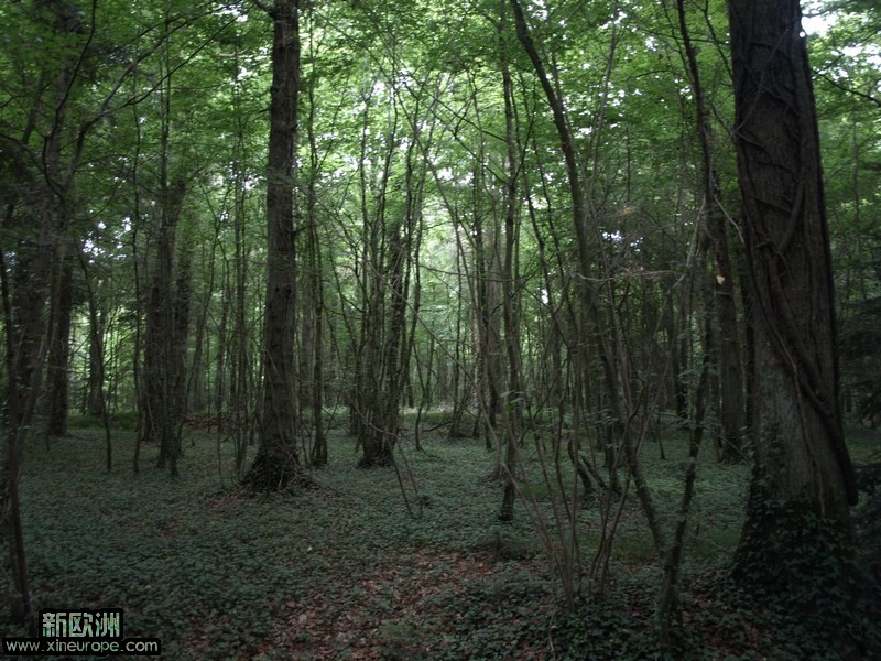 去庄园的路上拍的照片，象原始森林一样。.jpg