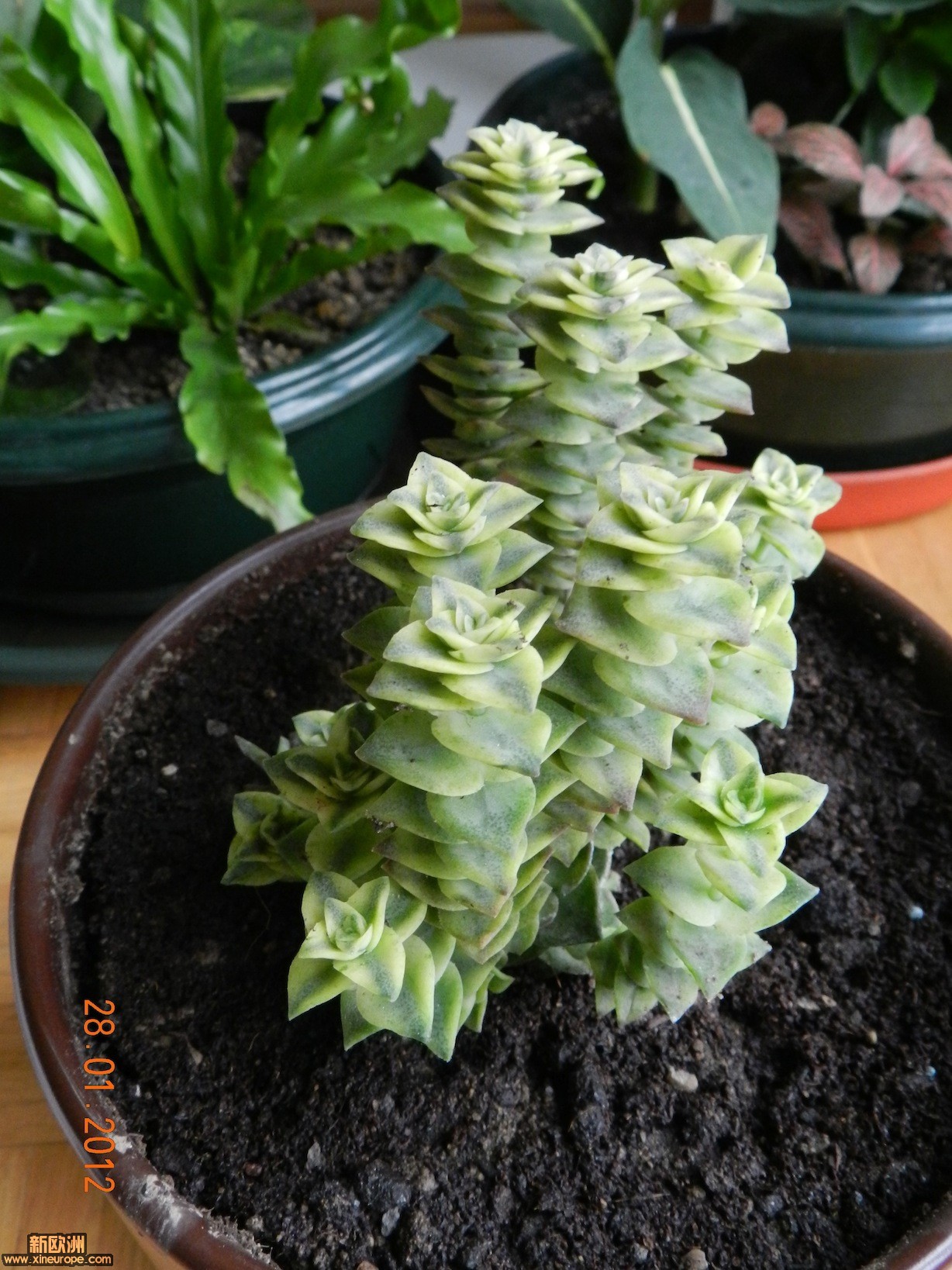DSCN0194.JPG