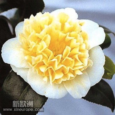 camelia-juryyellow.jpg