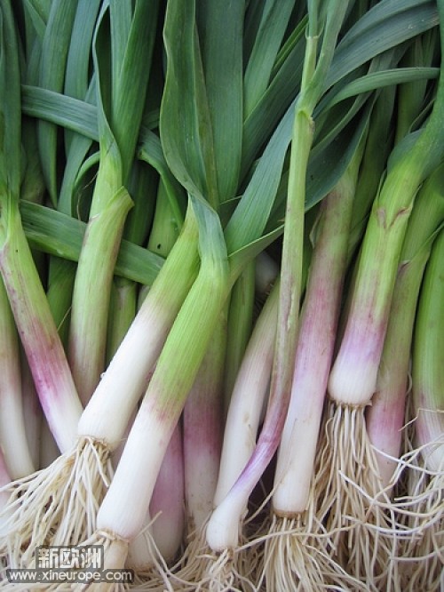新鲜大蒜照片-nb63.jpg