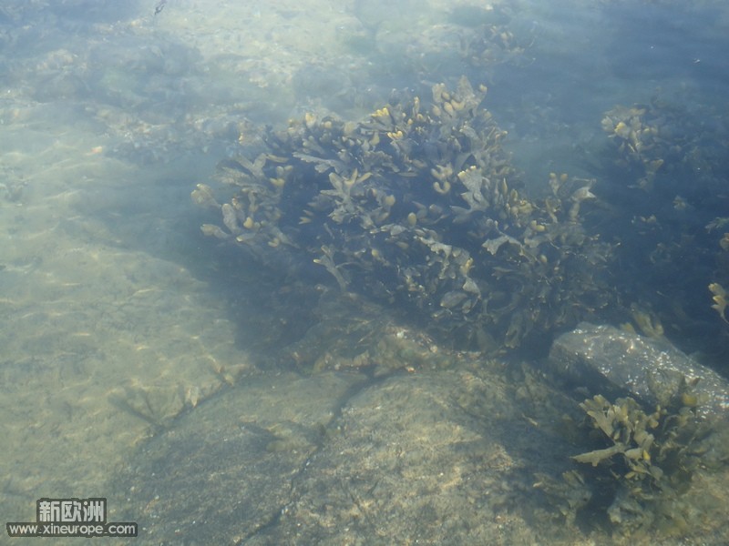 这海水，够清的，水草看得这么清楚。.jpg