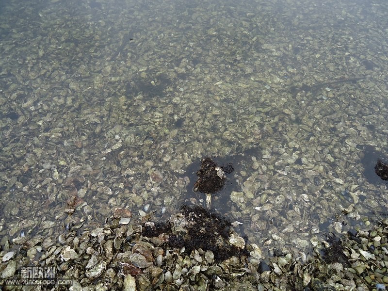 第二次去。海边的蛎子真太多了，呵呵。.jpg
