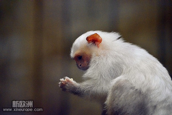 祈祷的小猴子.jpg