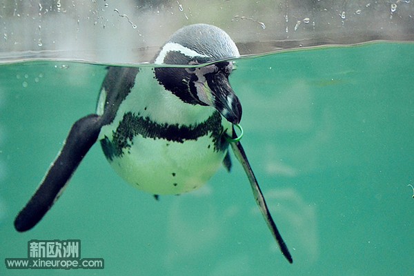 企鹅游泳.jpg