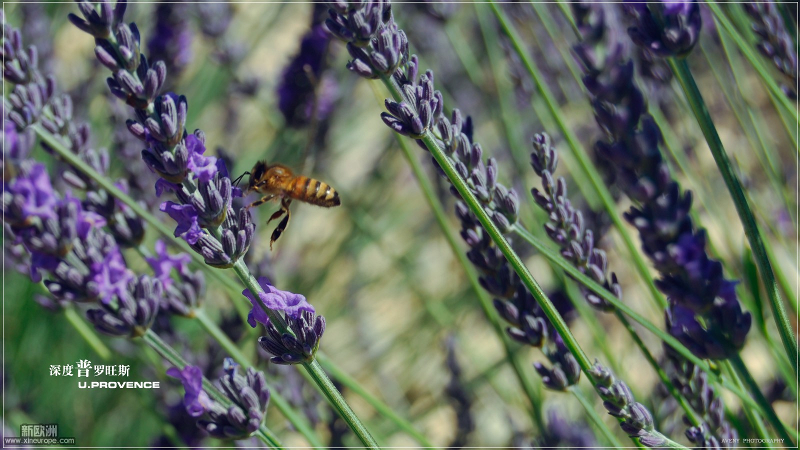 valensole002.jpg