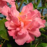 camellia_hybride___fragrant_pink_improved_.jpg