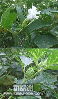 200px-Datura_stramonium_new.jpg