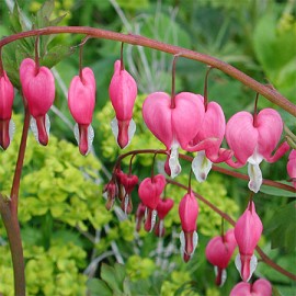 dicentra-spectabilis-bureau.jpg