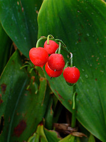 220px-Convallaria_majalis_0003.jpg