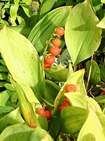 150px-Muguet_fruits01.jpg