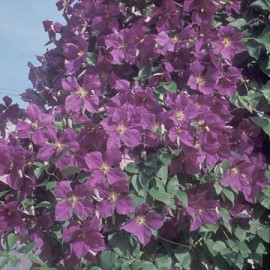 clematis-jackmanii-travers.jpg