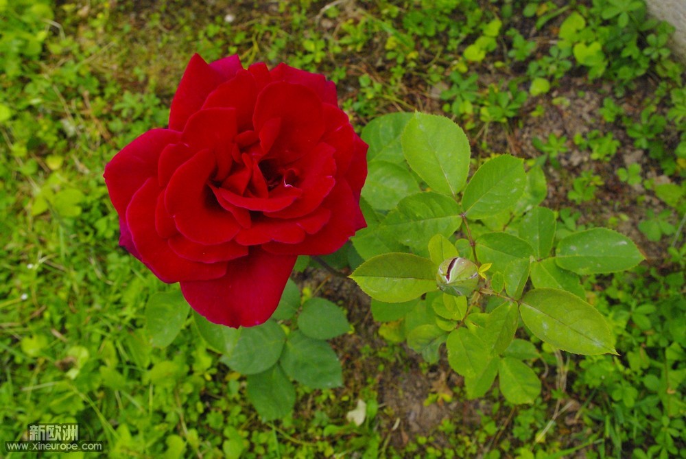 rosier D18-17.05.2012.JPG