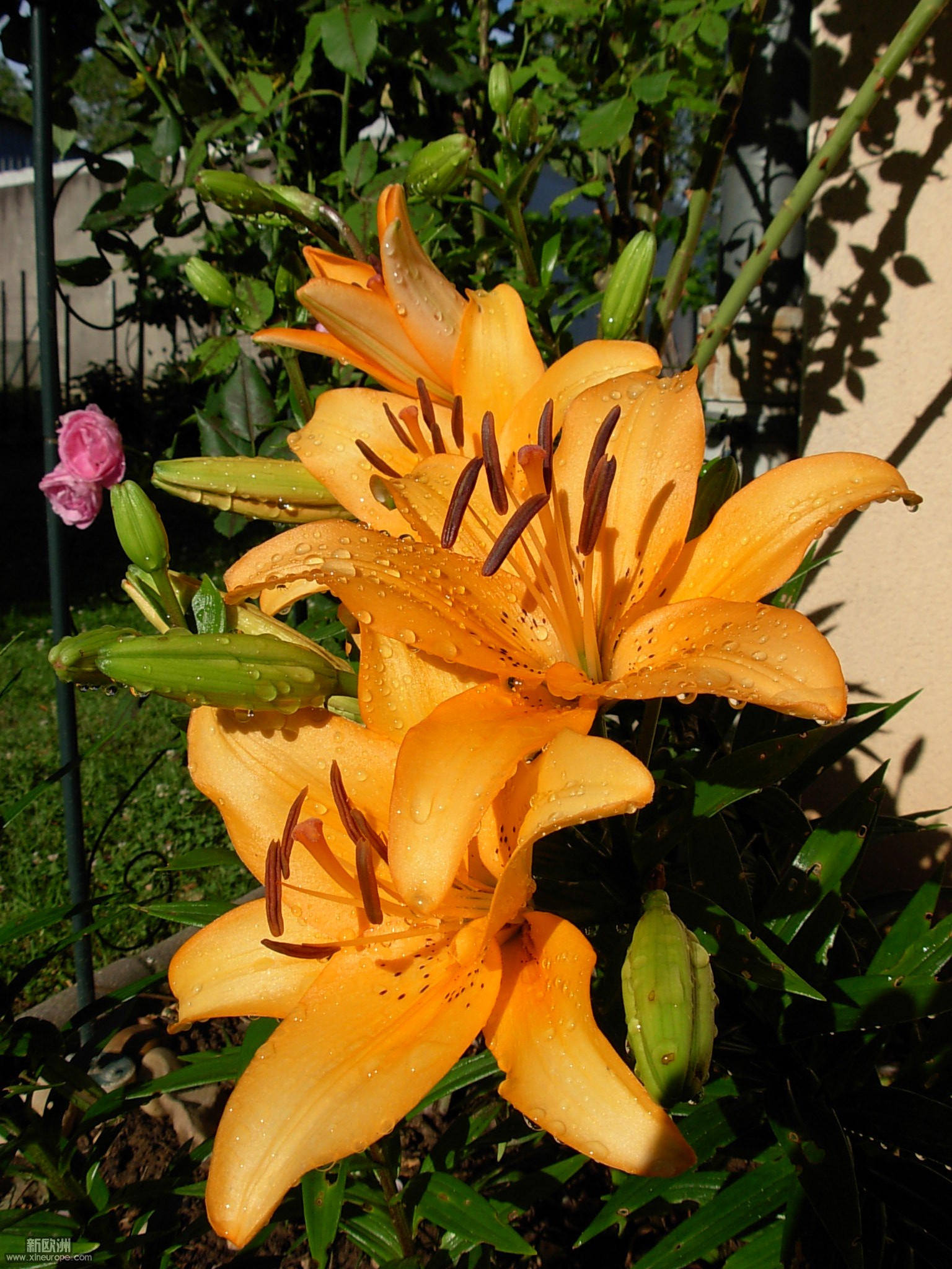 DSCN6650.JPG