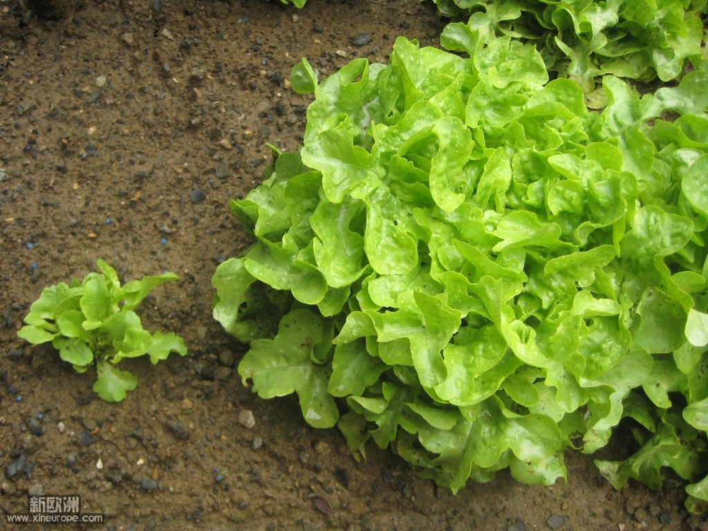 salade_bis.jpg