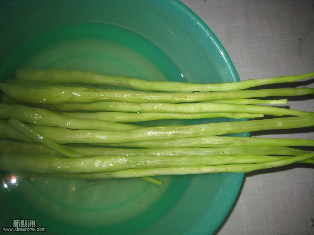 chêne2.jpg